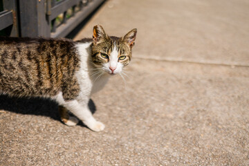 Curious tabby cat standing in sunny park. Copy space