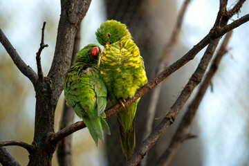 Two parrots on a branch