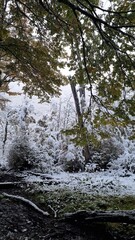 Forest Covered in Snow, Winter Landscape in Ushuaia, Patagonia, Argentina