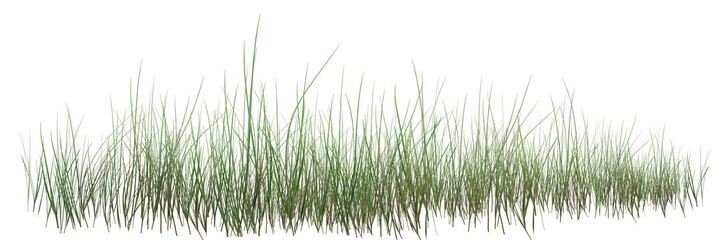 Obraz premium green grass isolated on white