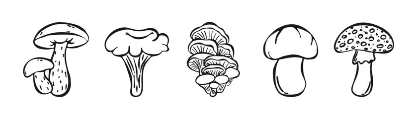 Hand Drawn Doodle Mushroom set isolated on white background. Sketch Ink Forest Plants, Vegetables. Children's Coloring Book. Autumn doodles. Hand Drawn, Champignon, Oyster Mushrooms, Chanterelles.
