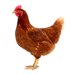 Fototapeta premium Brown Hen On Transparent Background