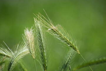 green grass in the summer .....