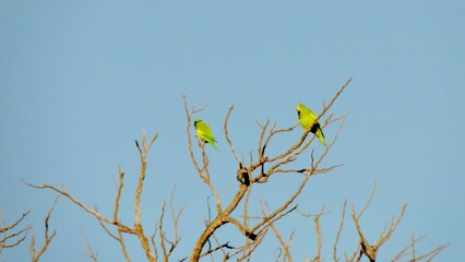 Green parakeet, Brotogeris sanctithomae, common in the Cerrado of the Federal District, Brazil