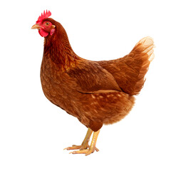 Fototapeta premium Brown Hen on Transparent Background
