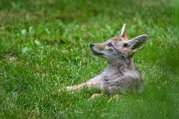 Coyote pup canis latrans gazing upward while relaxing on green grass
