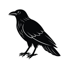 crow on white background