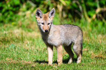 Coyote pup canis latrans standing watching with ears raised on edge of grass