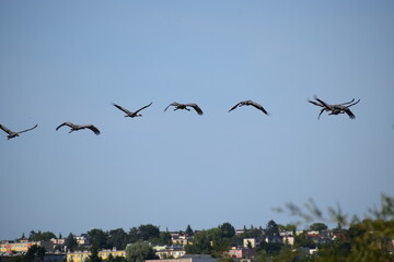 flock of birds flying in the sky