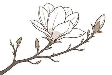 Magnolia blooms elegantly upon the brown branch, its unopened buds promise future floral beauty