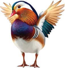 mandarin duck