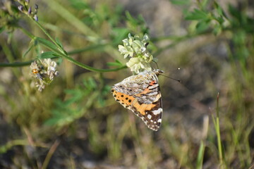 butterfly on the flower in the garden