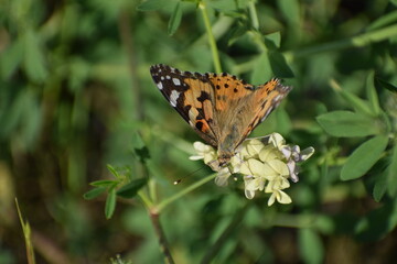 butterfly on the flower, close up