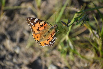 butterfly on a flower