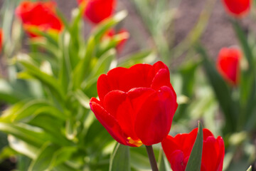Bee and poppy and tulip flower. Nice bokeh effect of early morning golden hour. Meditation of...
