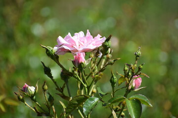 pink roses in the garden