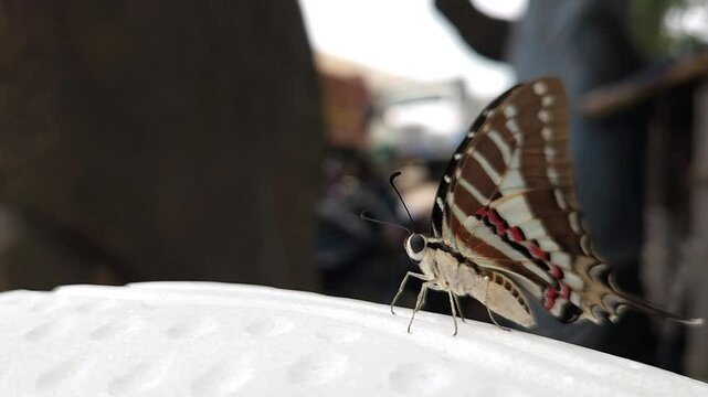 swordtail Butterfly