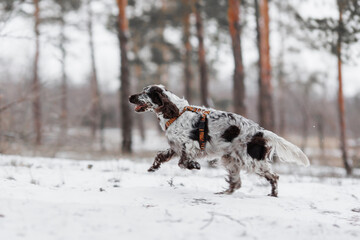 English Springer Spaniel dog in the park. The dog stands beautifully	
