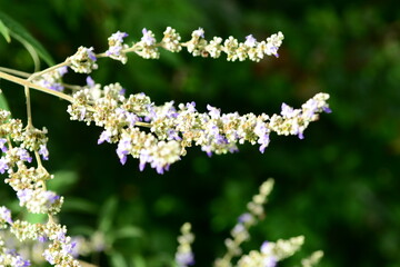 Vitex trifolia var. simplicifolia - Korean Simpleleaf Chaste Tree with Flowers and Seeds

