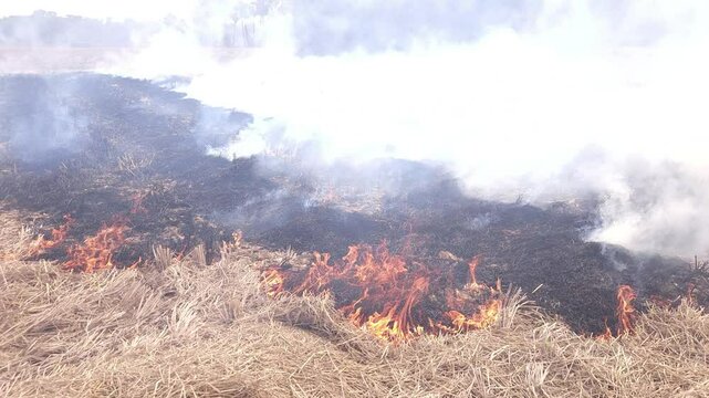 Stubble Burning in India( Parali burning), also known as stubble or straw burning, It significantly contributes to air pollution, releasing harmful gases and particulate matter into the atmosphere.