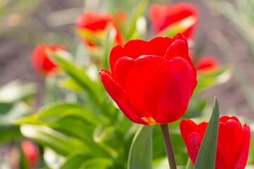 Bee and poppy and tulip flower. Nice bokeh effect of early morning golden hour. Meditation of...