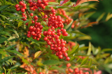 Nandina domestica shrub with bright red berries