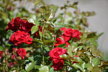 beautiful roses in the garden