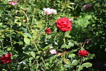 beautiful pink flowers in the garden