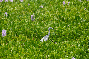 Juvenile Little Blue Heron at Brazos Bend State Park in Texas.