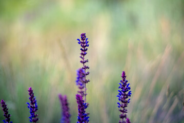Wild sage flowers on blurred background