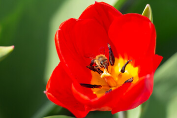 Bee and poppy and tulip flower. Nice bokeh effect of early morning golden hour. Meditation of...