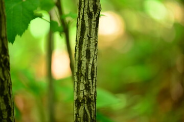 Amur Barberry Leaves and Fruit Close-up

