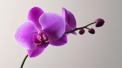 Obraz premium Close-up of a vibrant purple orchid
