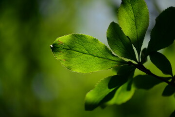 Amur Barberry Leaves and Fruit Close-up

