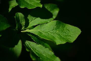 Amur Barberry Leaves and Fruit Close-up

