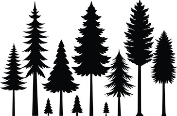 Obraz premium Silhouettes of various evergreen trees in a forest
