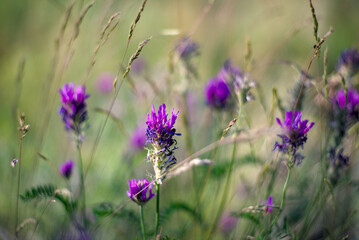 Blossoming Astragalus onobrychis on the meadow