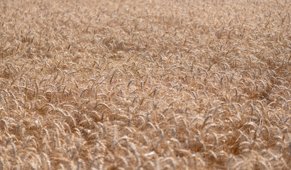 Ripe rye in a large field waiting to be harvested. Rye harvest. Wheat harvesting. Farm in field with grain agriculture. Farming and crop of organic food. Summer field with rye. Organic crops