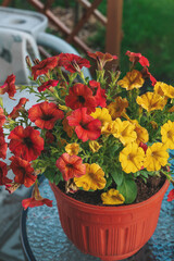 Pethoa is a vegetative petunia. A hybrid plant obtained by crossing petunia and calibrachoa. Hanging pot with yellow and terracotta Caramel Yellow flowers