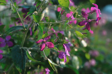 Green lunaria plant in the garden. The second year of the plant's development. Lunaria flowers and fruits. Lunaria annua, called honestia or annual honestia