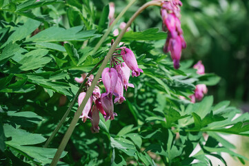 Dicentra Formosa Luxuriant flowers close up. Close-up of pink flowering plant. Wild Bleeding Hearts