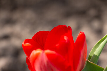 Bee and poppy and tulip flower. Nice bokeh effect of early morning golden hour. Meditation of plants, birds and insects. Sun glares in a village. Kyiv, Ukraine. High resolution.