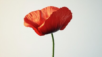 Single poppy against light