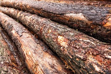 Forest management. Logging lumber. Timber wood background. Background of stack wood log. Wood log...
