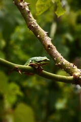 green tree frog on the branch