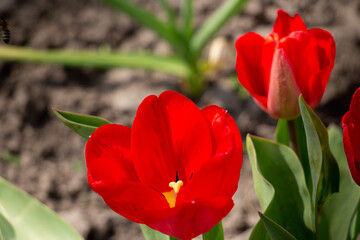 Bee and poppy and tulip flower. Nice bokeh effect of early morning golden hour. Meditation of...
