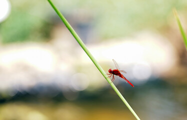 Red Dragonfly on Green Stem in Nature