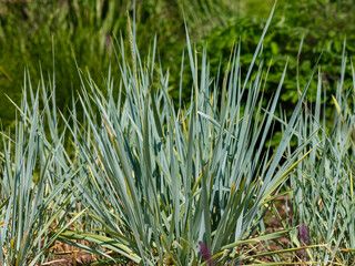 Sandy rye grass ( Latin - Leymus arenarius ) is a species of herbaceous plant of the genus Leymus...