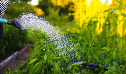 Watering plants in the garden. Many drops of water fall on the garden bed. Soil irrigation. Water sprinkler. Farmer waters the garden with a watering can.