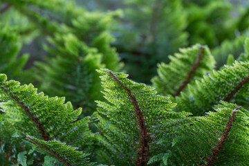 Green fern leaves in close-up with a focus on texture and structure. The scene appears fresh and...